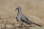 Namaqua Dove - young male