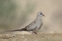 Namaqua Dove - female 1