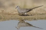 Namaqua Dove - female 2