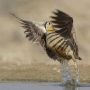 Crowned Sandgrouse - male, in takeoff