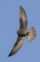 Eleonora's Falcon - dark morph, 2nd year