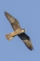 Eleonora's Falcon - light morph, 2nd year