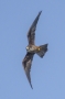 Eleonora's Falcon - light morph