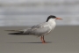 (Common) Tern - summer plumage