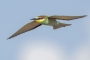 (European) Bee-eater - in flight, from underneath