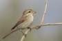 Red-backed Shrike - young