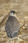 Red-footed Falcon - young, back view