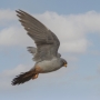 Red-footed Falcon - male in flight 