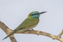 Arabian Little Green Bee-eater