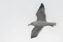 Heuglin's Gull - in flight