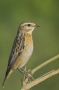 Whinchat - young
