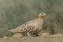 Spotted Sandgrouse - male