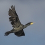 Great Cormorant - in flight