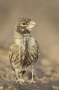 Thick-billed Lark - front view