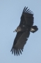 Black Vulture - from underneath