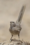 Arabian Babbler - female, front view