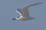 Sandwich Tern - winter plumage in flight