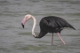 (Greater) Flamingo - (melanistic)