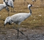 (Common) Crane 