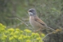 Spectacled Warbler - male