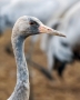 (Common) Crane - first year