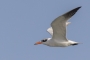 Caspian Tern - in flight