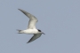 White-cheeked Tern - young