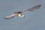 מרומית לבנת-כנף - צעיר בתעופה