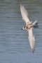 Whiskered Tern - young