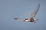 Whiskered Tern - summer plumage