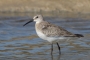 Curlew Sandpiper - young