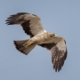 Booted Eagle - light morph, from underneath