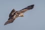 Booted Eagle - light morph, from above