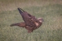 (Western) Marsh Harrier - young