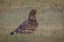 (Greater) Spotted Eagle - young