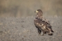 White-tailed Eagle - young