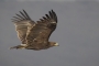(Greater) Spotted Eagle - in flight
