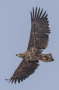 White-tailed Eagle - young in flight