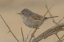 Spectacled Warbler - female