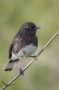 Pied Bushchat - male, front view