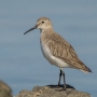 Dunlin - winter plumage