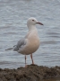 Slender-billed Gull - summer plumage, pink morph