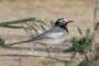 Wagtail, White (Masked)