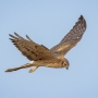 Montagu's Harrier - female in flight