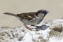 House Sparrow - male, breeding season