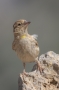 Rock Sparrow - front view