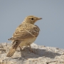 Horned Lark - young