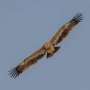 Steppe Eagle - young