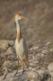 (Western) Cattle Egret - breeding season