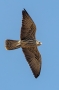 Lanner Falcon - young